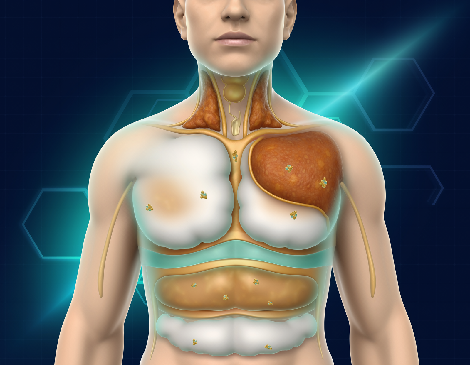 The Hidden Map of Body Fat (Part 2): The Seven Types of Body Fat—and Why Location Changes Everything