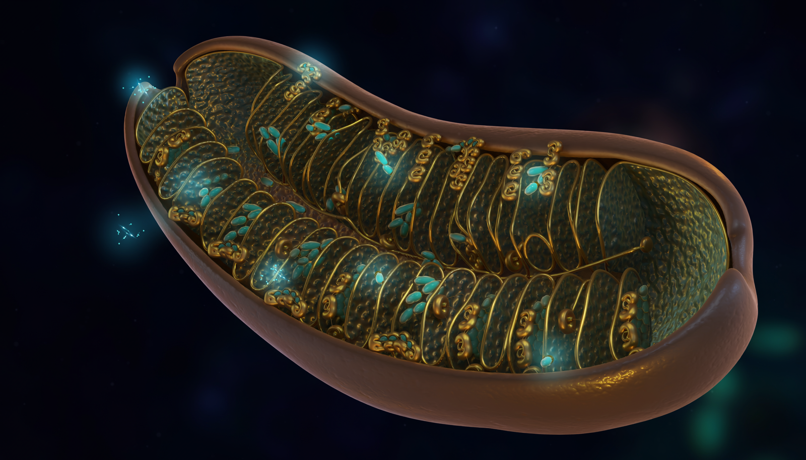 Part 3: SS-31 & Mitochondrial Targeted Bioenergetics