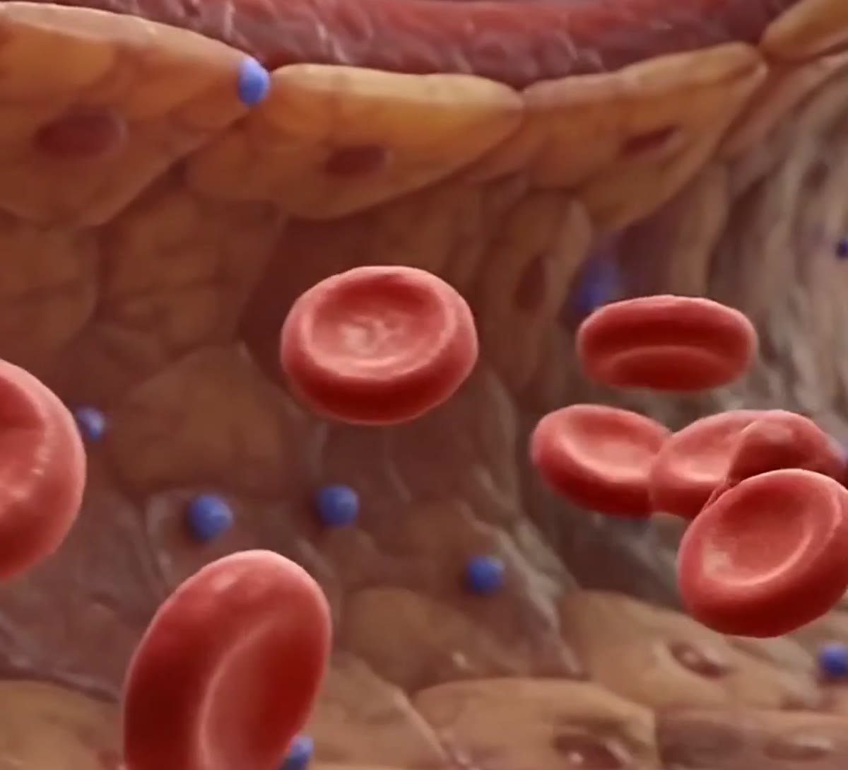 Illustration of red blood cells flowing through a relaxed blood vessel