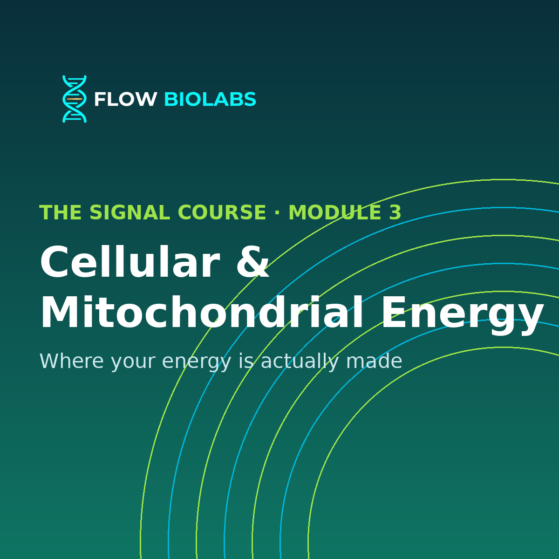 The Signal Course — Module 3: Cellular & Mitochondrial Energy